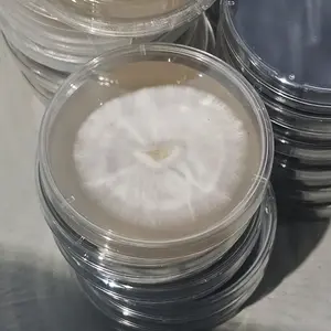 Advanced Grain Agar Mix, Sterile Mushroom Cultivation Growth Medium for Mycelium Propagation