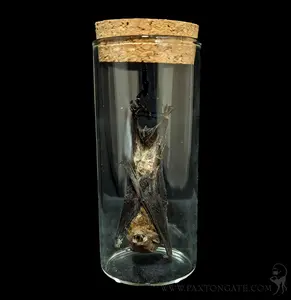 Hanging Taxidermy Bamboo Bat in Jar