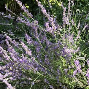 Lavender Seeds (Lavendula angustifolia) 100 Seeds (0.1 grams) - Smoke Camp Crafts