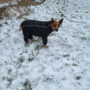 Canada Pooch Black Pet Slush Suit