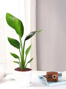 LZ08 / 4 Inch Pot Monstera Deliciosa Live Starter Plant, Tropical Split-Leaf Foliage Houseplant with Distinct Natural Leaf Fenestrations, Low-Fuss Ornamental Greenery for Desks, Shelves and Small Indoor Living Spaces