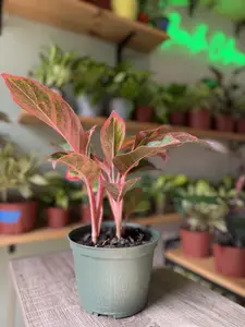 6" Aglaonema Red Creta - Vibrant Red Indoor Plant - Easy Care Houseplant