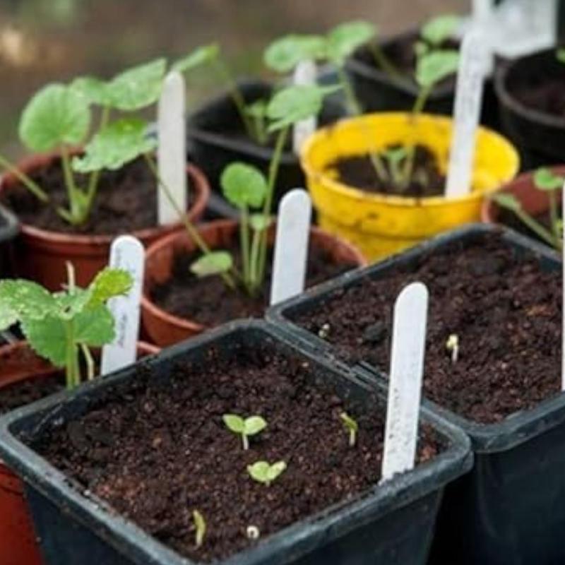 Germinate or Refund] 200pcs Double Hollyhock Seeds 'Radiant Rose’ - Mixed Colors, Non-GMO Heirloom, Biennial for Vibrant & Tall Blooms Plant Garden Outdoor Flower Pot Decorative Tulip