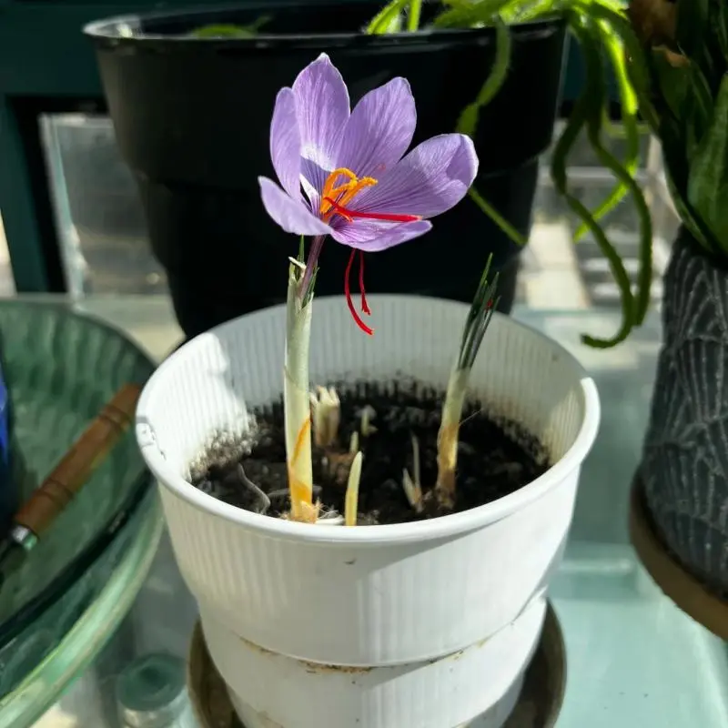 Saffron Crocus Corms Novice Friendly Fall Blooming Garden Decor
