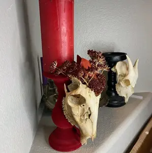 Deer skull candle holder