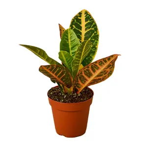 House Plant 4-CROTON-PETRA Josephs Coat Croton Petra Plant in 4 in. Pot, Live Indoor Plants, Tropical House Plant