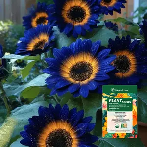 Night Flame Sunflower Seeds for Planting | Rare Ornamental Sunflower Seeds for Garden & Home Landscaping