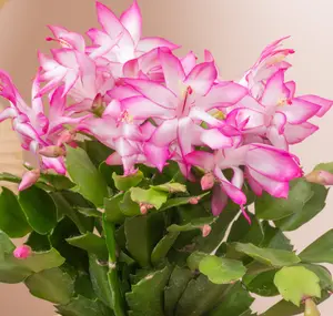 Pink Christmas Cactus Plants Live in 3 Inch Pot - Holiday Cactus