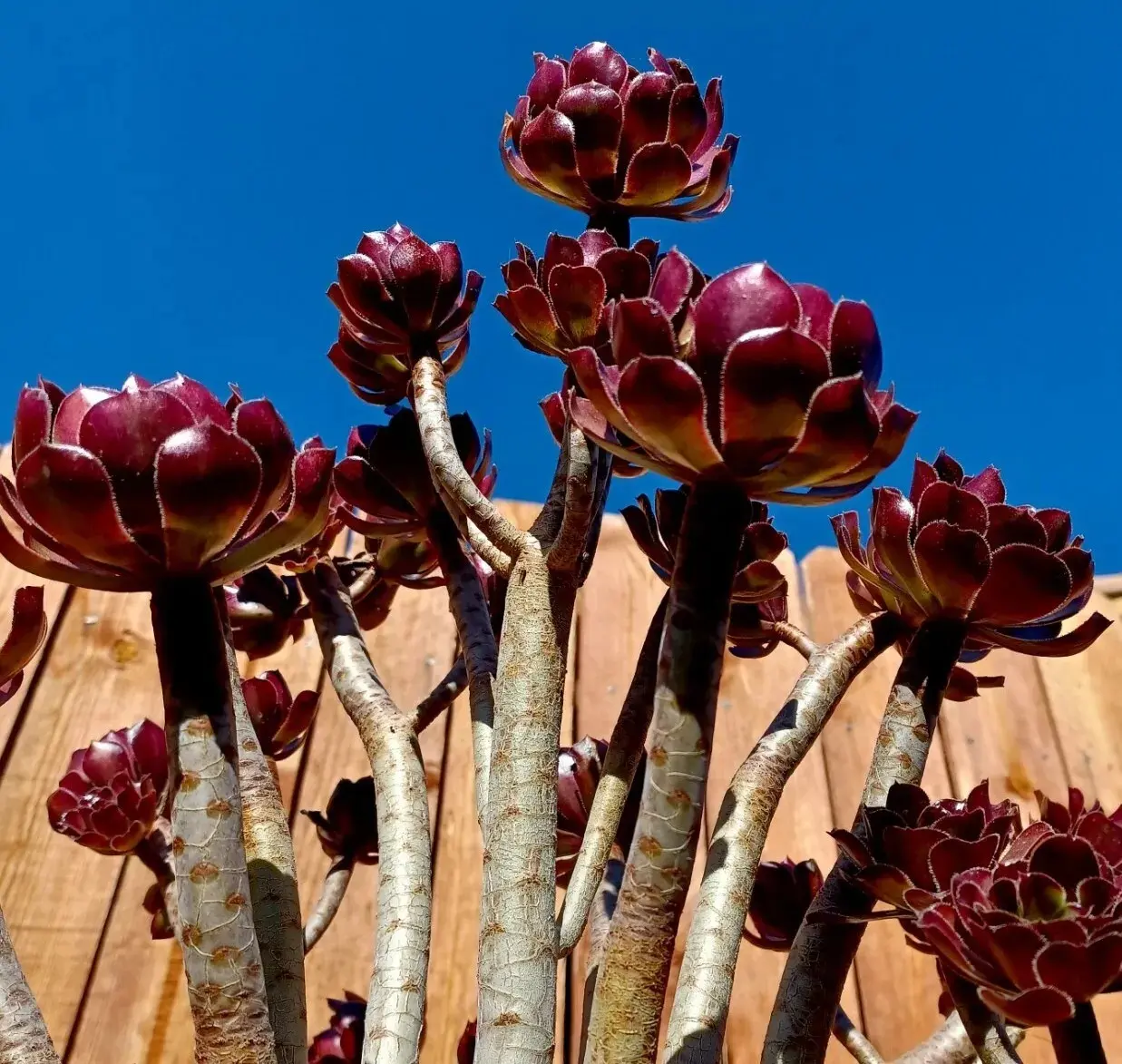 Aeonium arboreum 'Atropurpureum' Succulent Purple Rose - Five 3"-5" cuttings