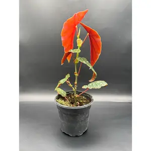 Begonia Maculata | Polka Dot | 4 Inch Pot | House Plant | Live Plant | Decoration