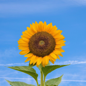 GENITA WILLIAMS STORE