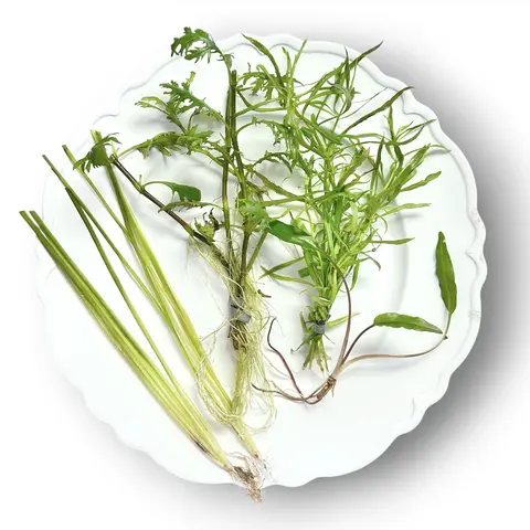 Tofu's Tanks Shrimp Pack (2.0) Live Aquarium Plant Bundle with Fluffy Stem Plant, Short Foreground Plants, Tall Background Plants, and Aquatic Moss or Floaters  - Easy beginner live plants with high surface area for shrimp to forage on!