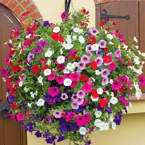 Petunia Seeds 5000+ Mix Colors – Non-GMO, Long-Lasting Blooms, Perfect for Hanging Baskets & Flower Beds
