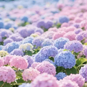 300PCS Ornamental Hydrangea Seeds – Classic Garden Favorites for Impressive Seasonal Flower Displays
