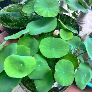 Water Lily Seeds – Random Colors – Pond or Water Garden Plants