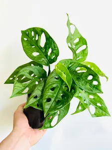 Monstera Adansonii 'Wide Form' - Swiss Cheese Plant - 6" Pot