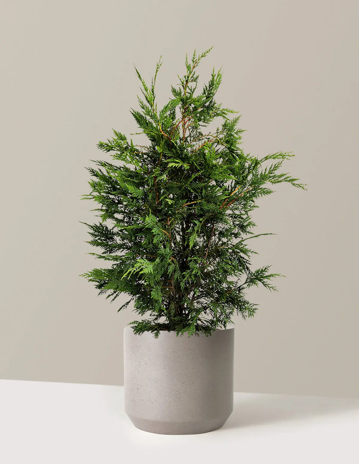 Leyland Cypress Tree