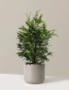Leyland Cypress Tree