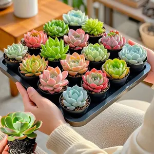 [15 Fresh Succulents] 15 Small Pots of Fresh Succulents | Bare Roots Green Succulent, Perfect for Home and Office Decorations, Vivid Tabletop and Garden Arrangements, Weddings, Parties and Birthday Gifts