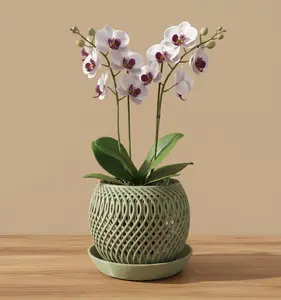 Bella Orchid Planter Bella Orchid Planter