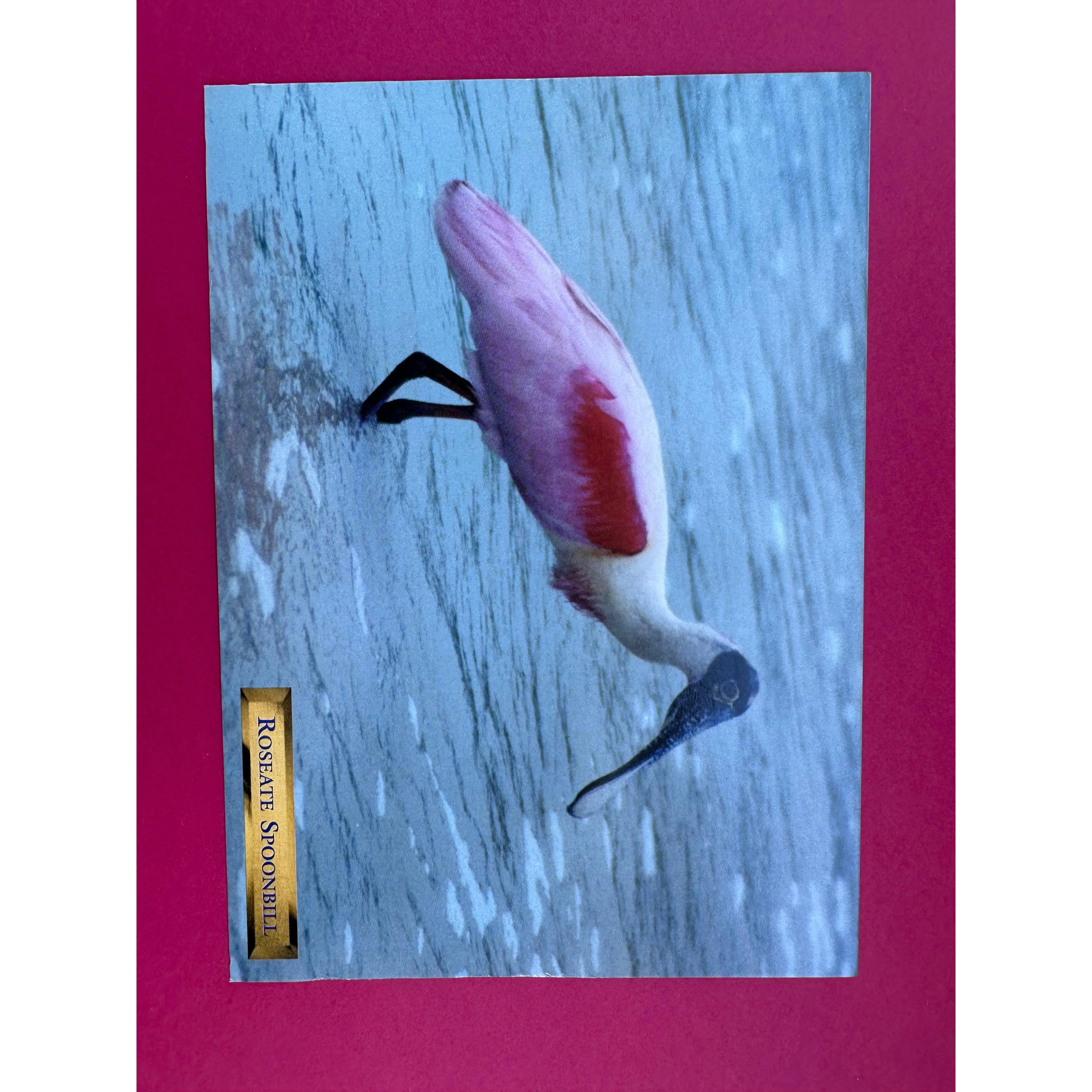 Vintage Roseate Spoonbill Postcard