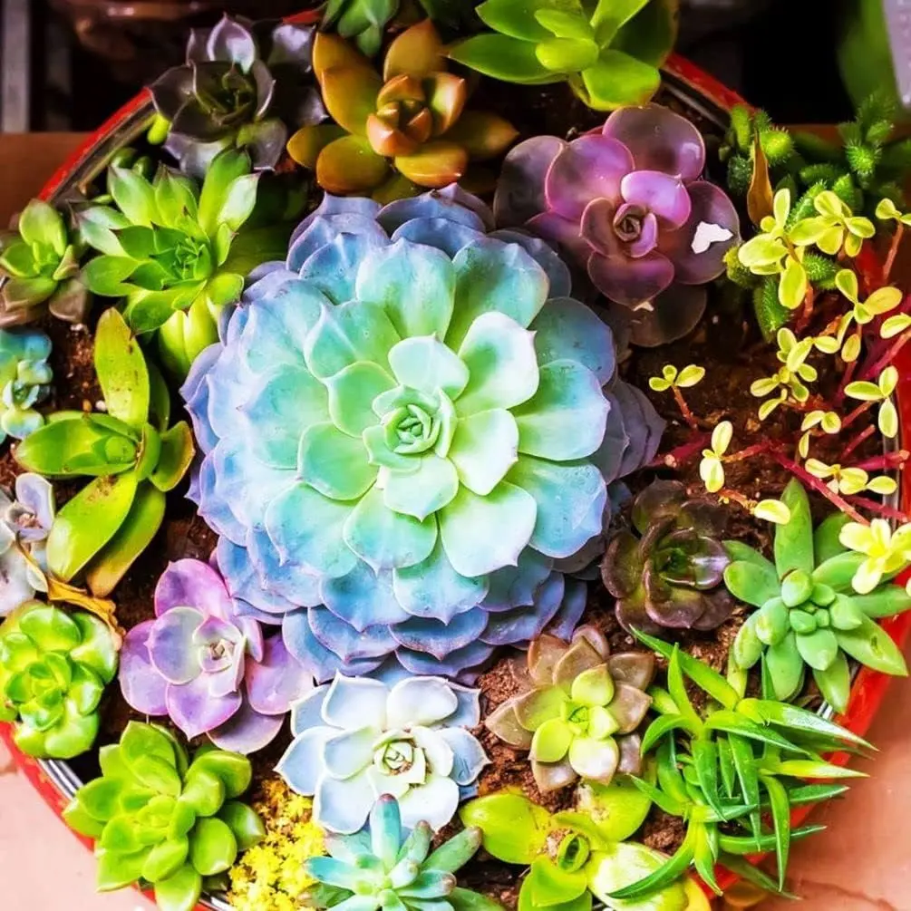 Mix Rare Succulent Seeds- Perennial Heirloom Non-GMO Outdoor Indoor