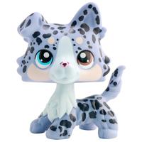 custom spotted collie