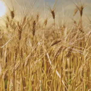 Heirloom Khorasan Ancient Grain Wheat Seeds - Organic and Regenerative Gardening Seeds