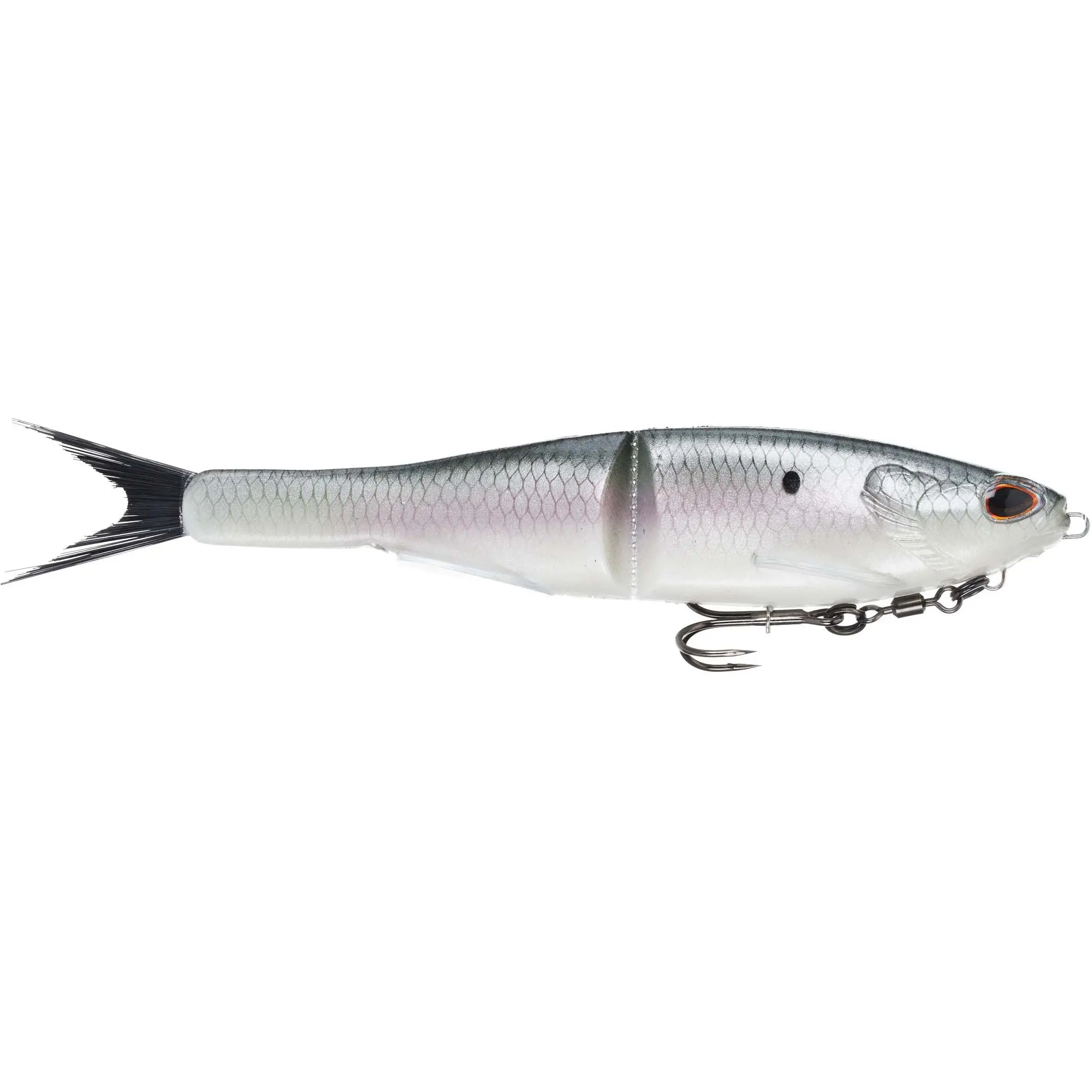 Hickory Shad