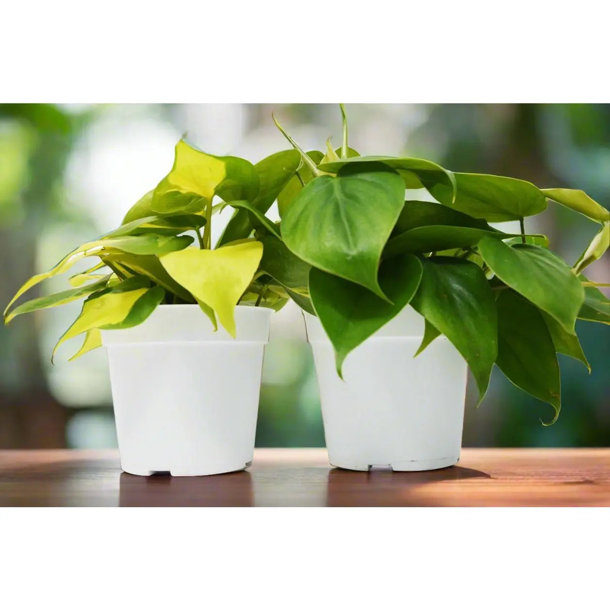 2 Philodendron Variety Pack - 4" Pots