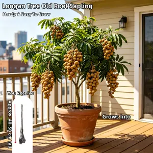 Mature 3-5 YO Longan Tree, Established Bare Root Tropical Fruit Tree, Sweet Dragon Eye Fruit for Backyard Orchard