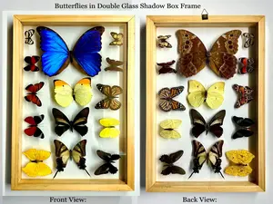Real Amazon Butterflies Framed Collection