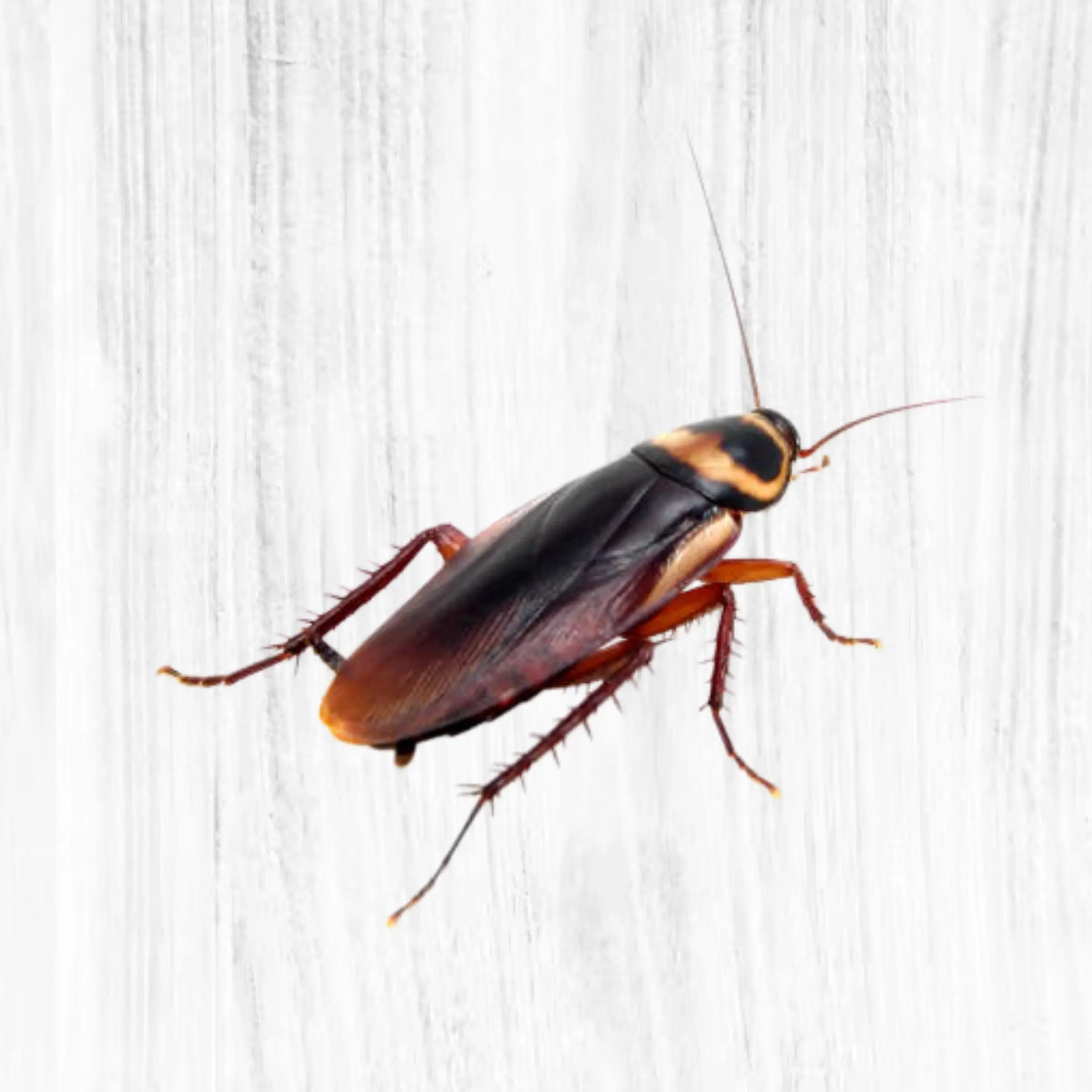 Realistic Cockroach Sticker, Funny Bug Prank Decal, Creepy Insect Sticker for Laptop, Floor, Notebook and Halloween Gag Gift