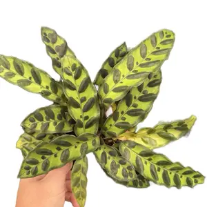 4” Rattlesnake Calathea, Lancifolia