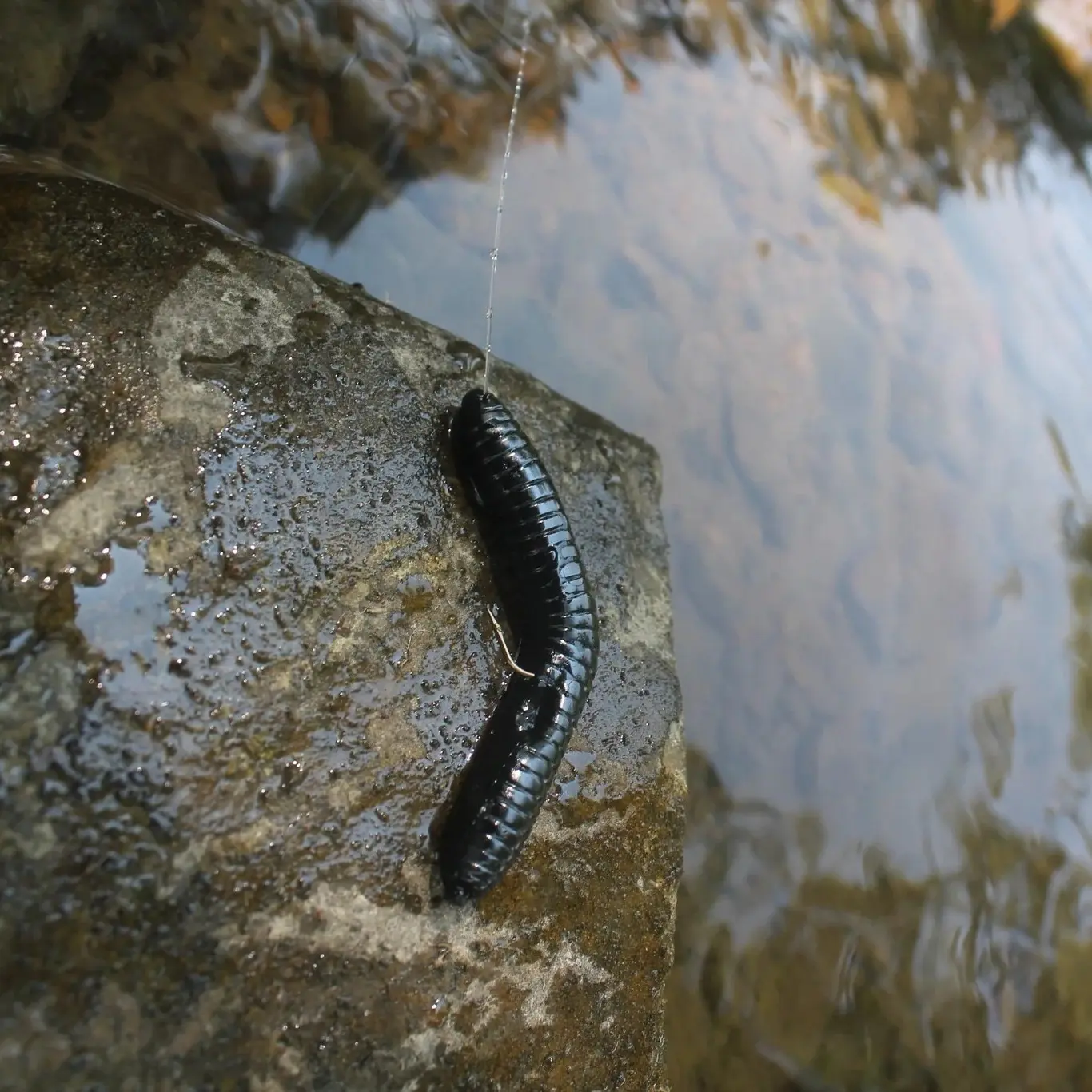 The RBTC Lil’ Rigg - Black Lure (Pack of 3) (Leader & Hook included)