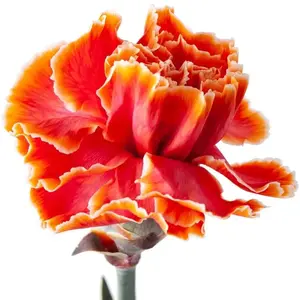 Carnation Painted Roma - 40 Stem Bunch