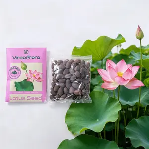 Lotus Seeds, Organic Water Lily Seeds for Home Pond Balcony, Easy Cultivation,Perennial Flower Seeds for Outdoor Decor
