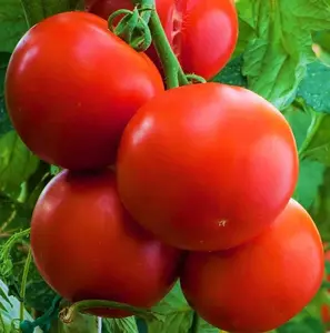 TomorrowSeeds - Ace 55 Tomato Seeds -  Farmers Market Disease Resistant Travel Safe Red Tomatoes Fruit Vegetable Seeds For 2024 Season