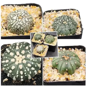 Astrophytum Asterias Cactus Set of 1 (2-2.5 inch) Rare Low-Maintenance Beauty for Cactus Collectors & Succulent Lovers