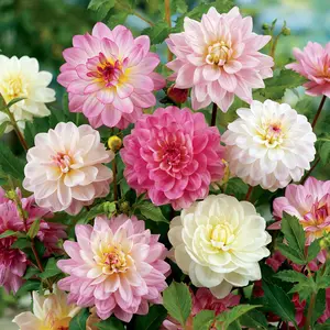 Apple Blossom Decorative Dahlia Mix Apple Blossom Decorative Dahlia Mix