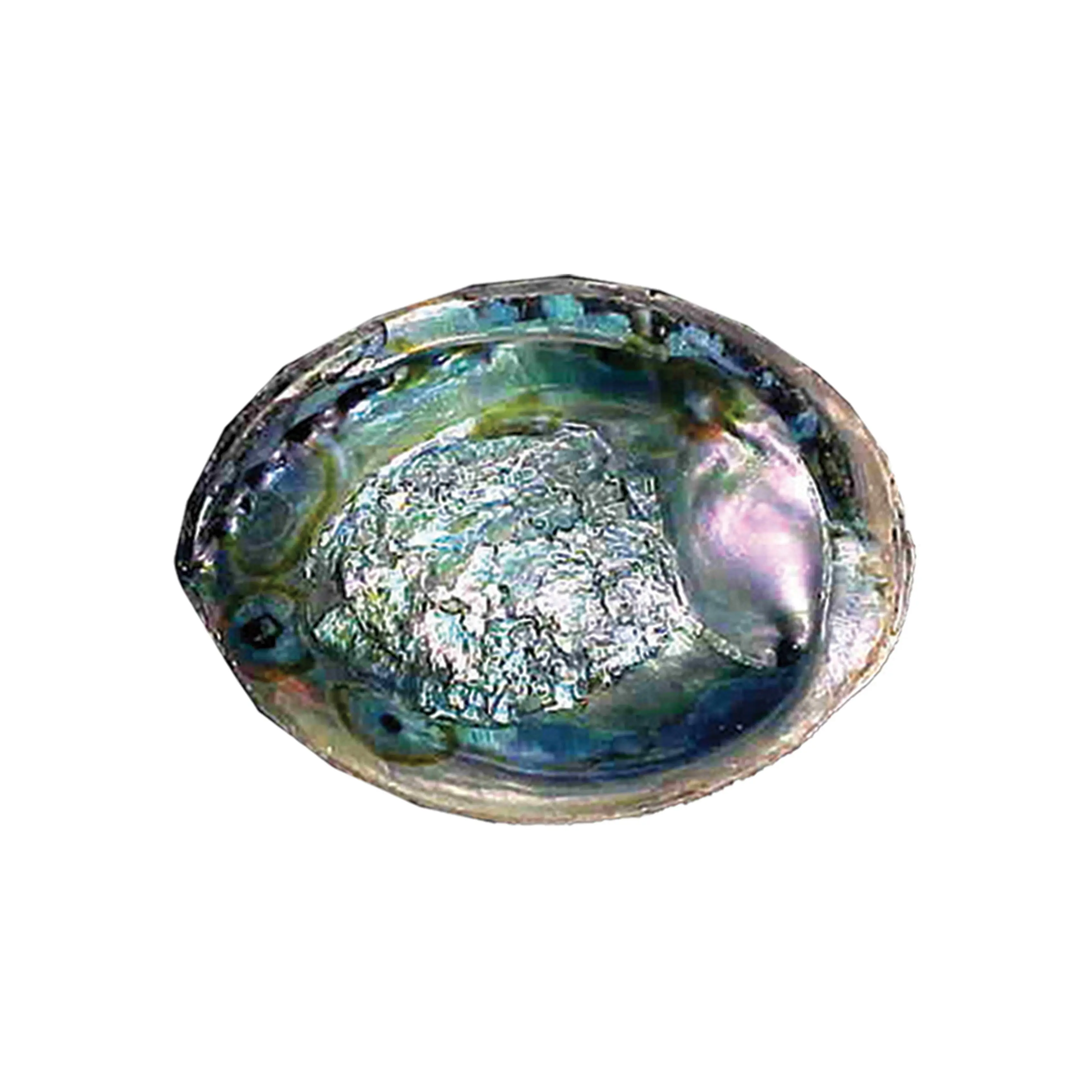 6"- 7" Green Abalone Shell 6"- 7" Green Abalone Shell