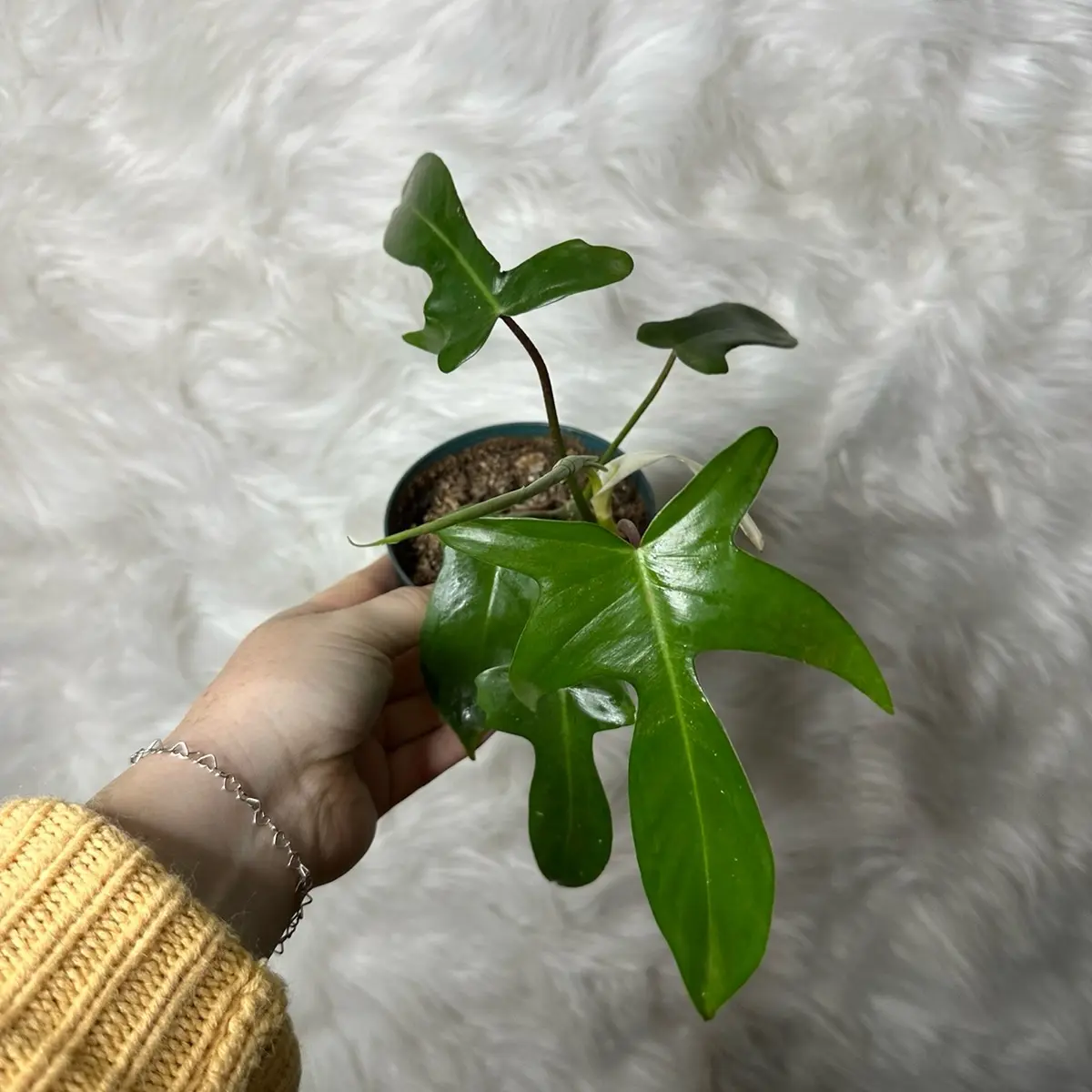 4” Florida green philodendron 4” Florida green philodendron