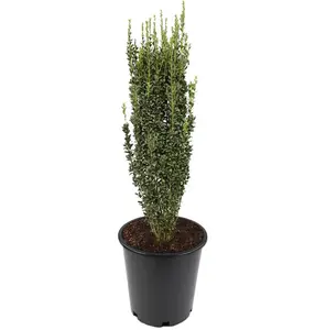 Live Sky Pencil Holly Tree Plant 2.5-inch pott - 6-12" Tall - Fast Growing Evergreen Tree