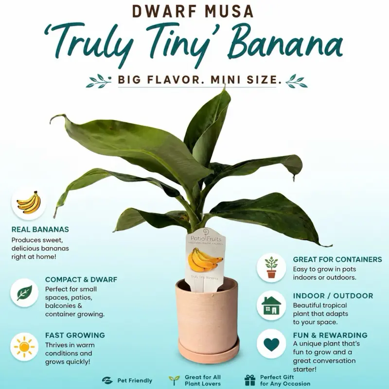 Dwarf Truly Tiny Musa Banana Tree - Organically Grown Tropical Houseplant, Decorative Fruit Plant with Jungle-Vibe Leaves, Small Size Upright Growth Fills Pots with Drama, Edible Fruit for Full Sun High-Humidity Home Spaces