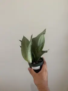 4" Sansevieria Moonshine