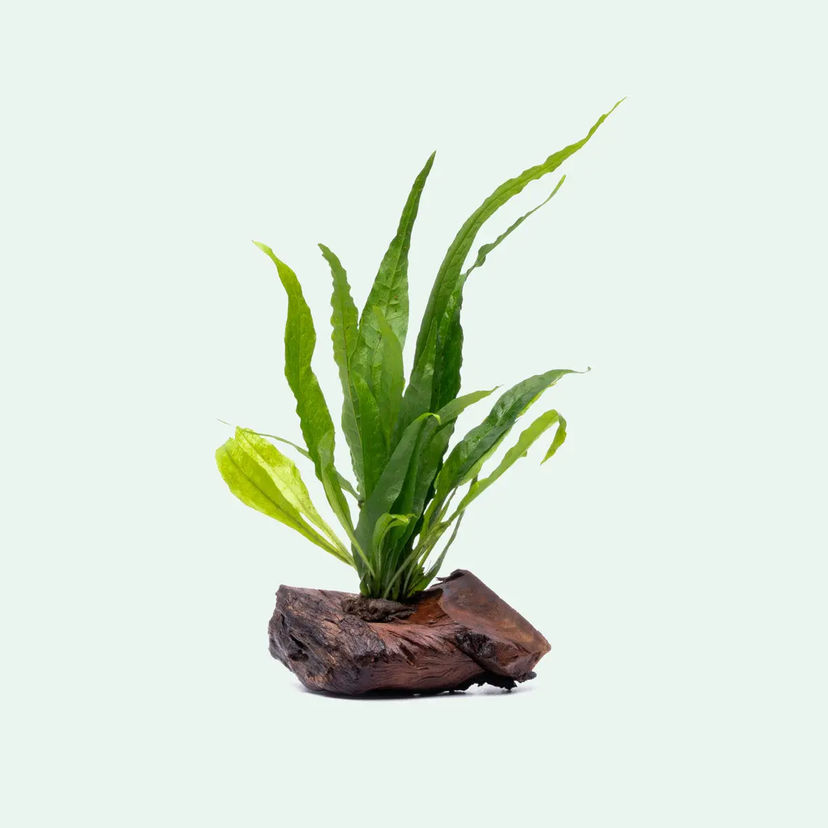 Microsorum Pteropus Driftwood Microsorum Pteropus Driftwood