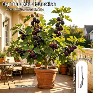 Fig Tree Live Plant - 3-5 Yrs Old Bare Root, Fast Fruit Production, Sweet & Edible Orchard Plant for Outdoor Garden