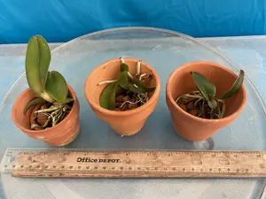 Rlc. Chia Lin ‘New City’ Seedling 2” Pot Red Fragrant Cattleya Orchid Rubra Red