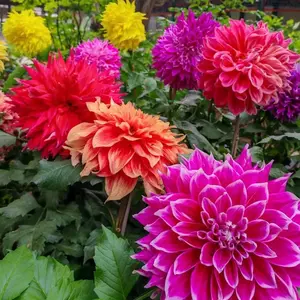 200 Pcs Mixed Color Dahlia Seeds for Planting, Ornamental Flower Seeds for Garden Beds, Borders and Outdoor Landscape Decor, Seeds Only, Not Live Plants