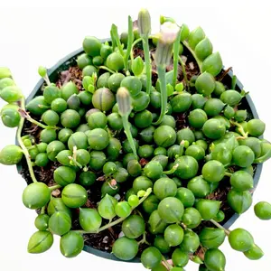 4” String of Pearls Succulent 4” String of Pearls Succulent